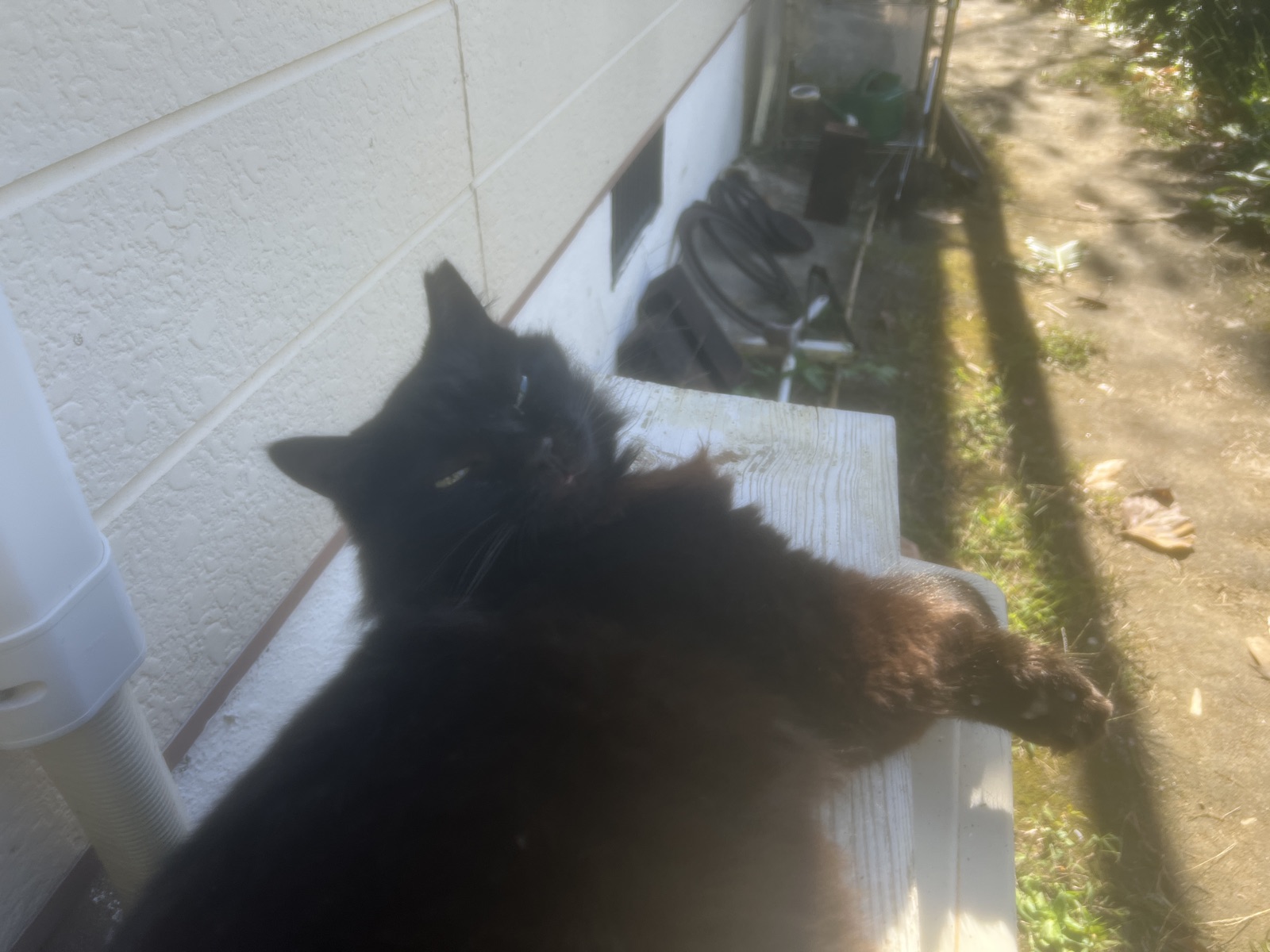 Lyra, the black cat, stretched out on a sunlit ledge.